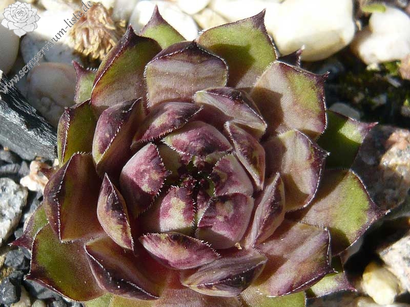 tectorum (rubrum)
