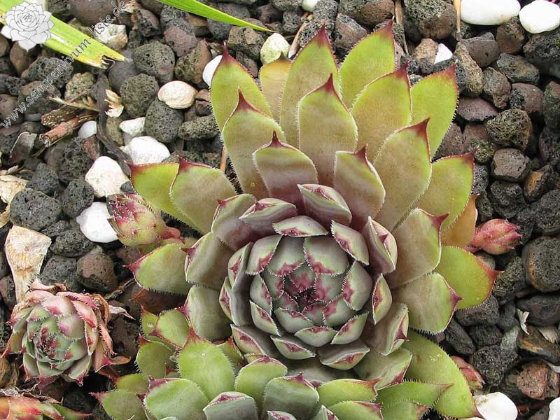 tectorum (rubrum)