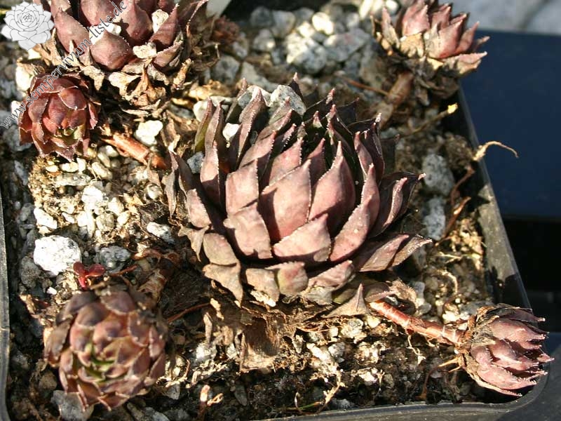 tectorum (rubrum)