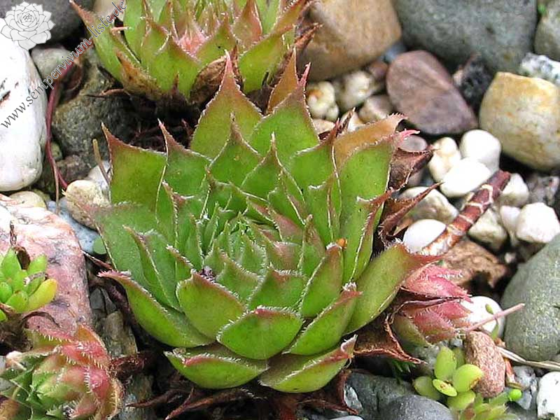 tectorum (spinosum)