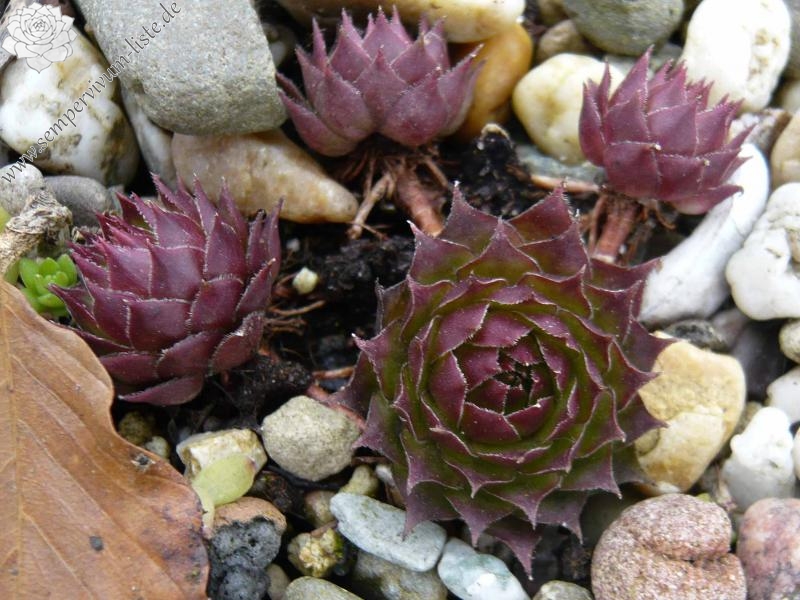 tectorum (spinosum)