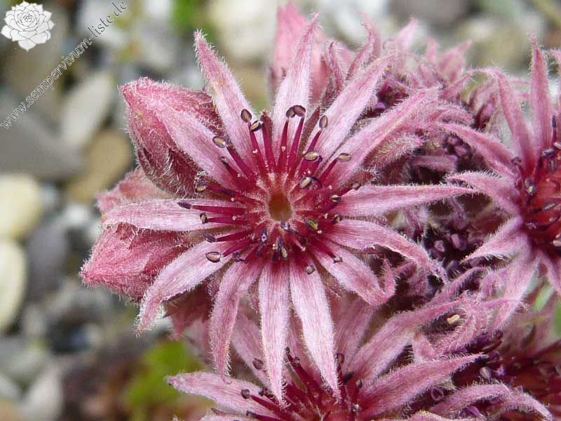 tectorum (spinosum)