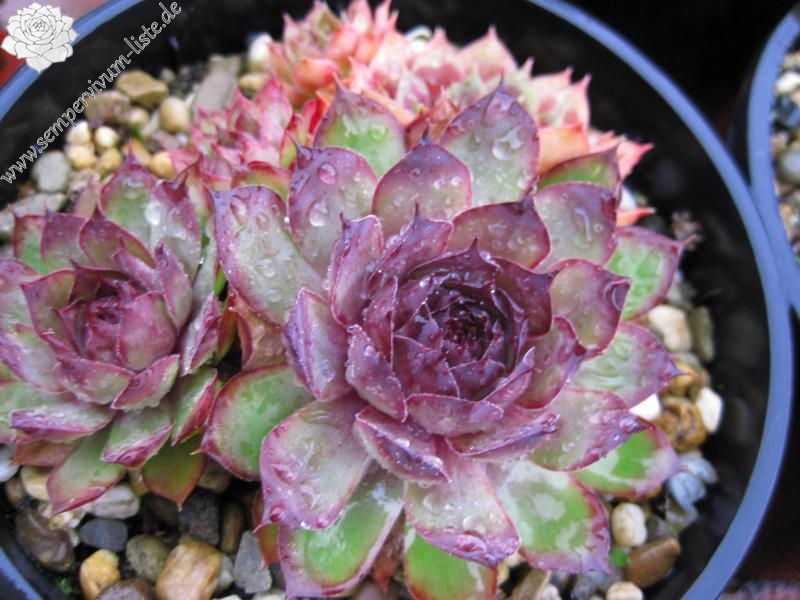 tectorum (triglense)