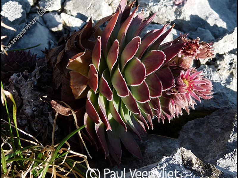 tectorum from Ajdovščina