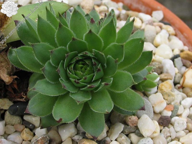 tectorum from Benasque