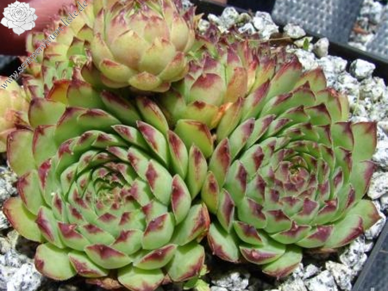 tectorum from Benasque