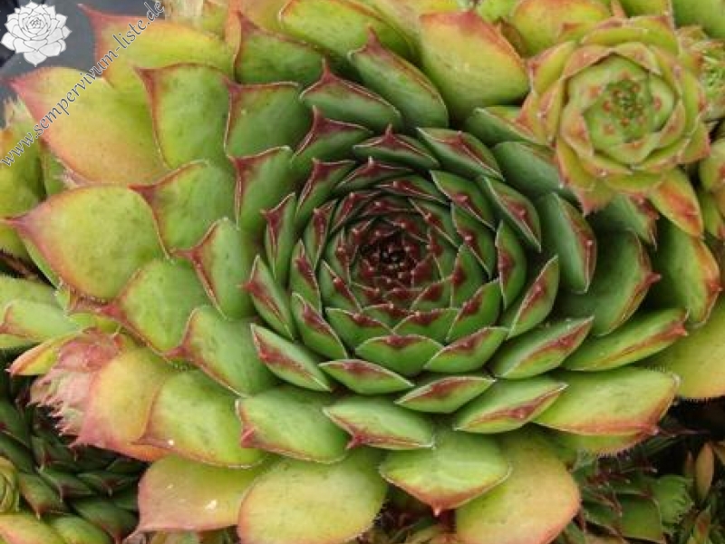 tectorum from Bodio-Cauco