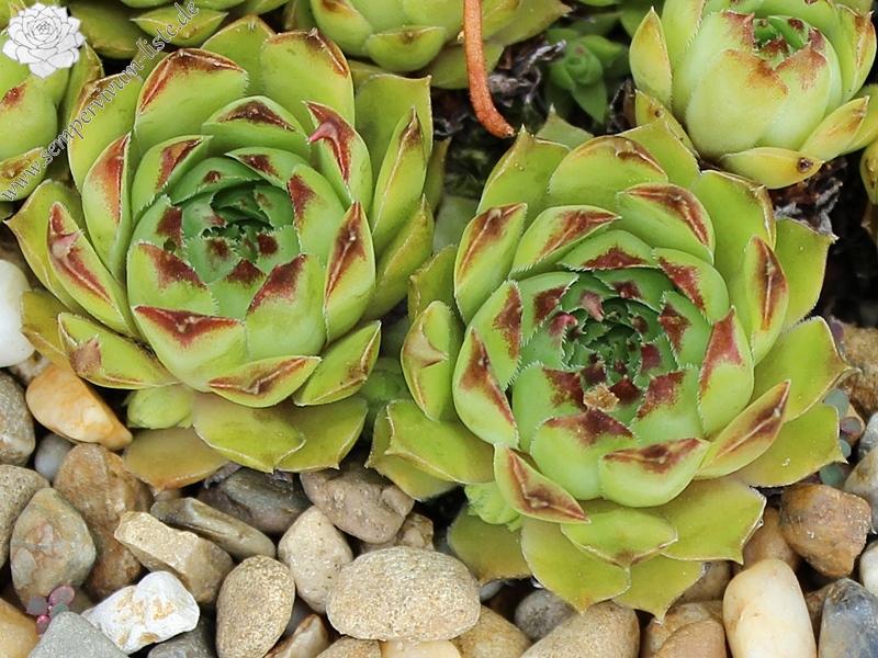 tectorum from Boum de Soulas