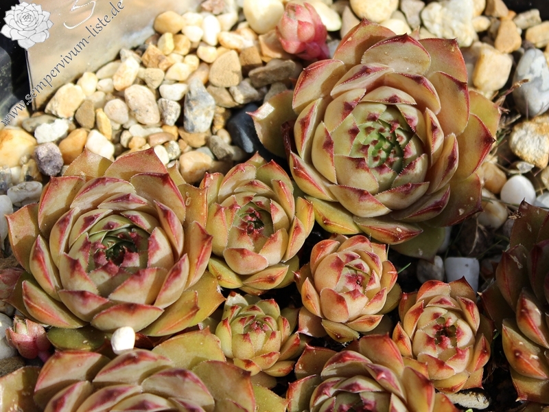 tectorum from Chamole