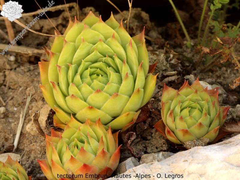 tectorum from Embrun