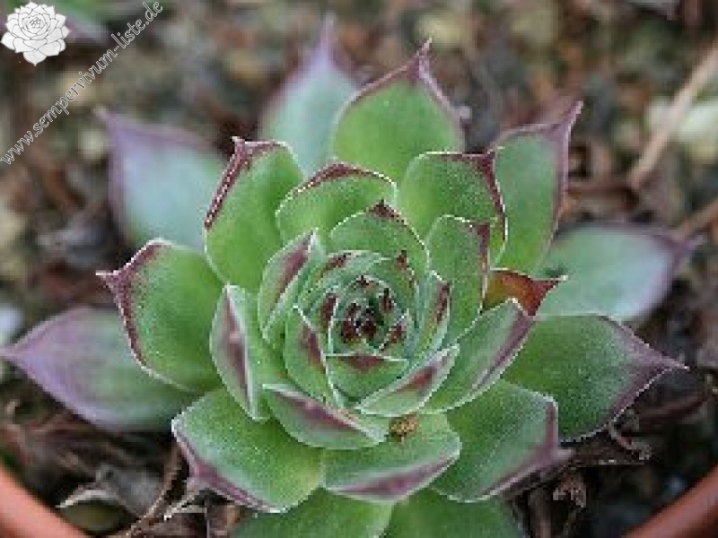 tectorum from "Eporn"