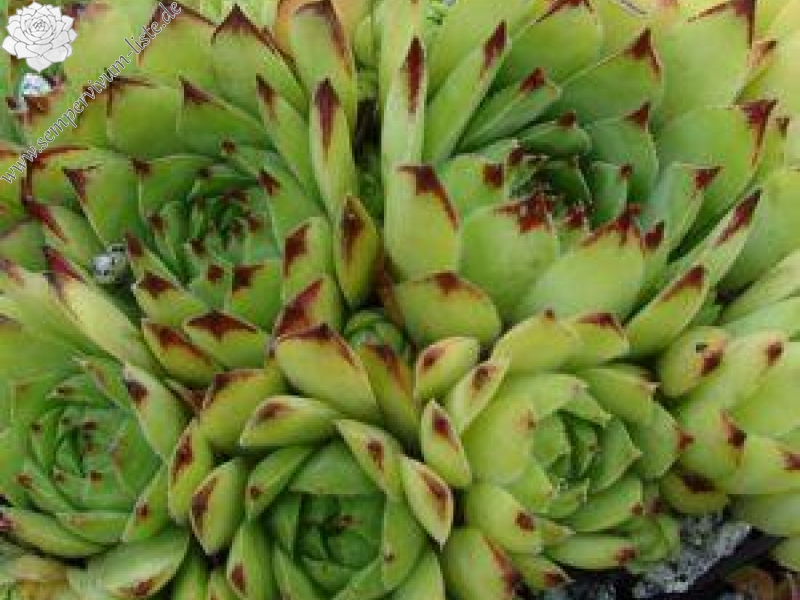 tectorum from Farrera