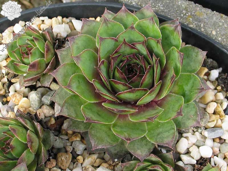tectorum from La Tournette