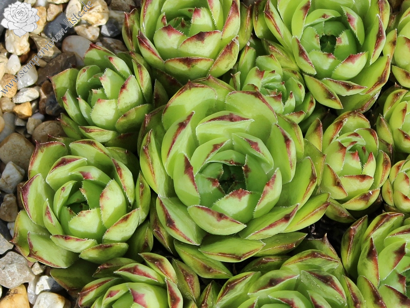 tectorum from Leiferer