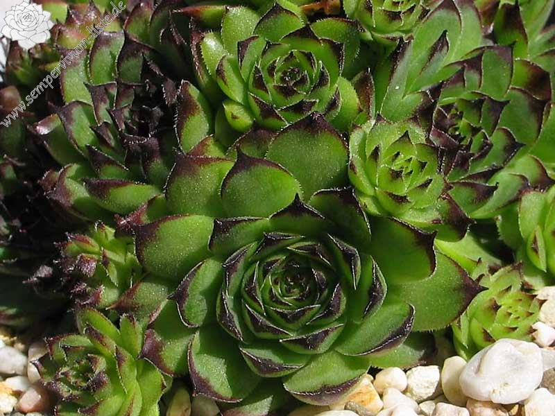 tectorum from Marchastel