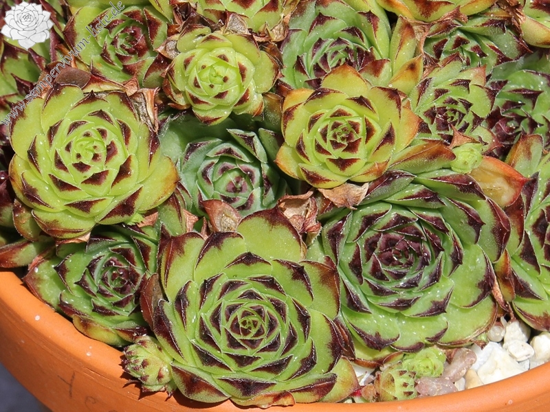 tectorum from Marchastel