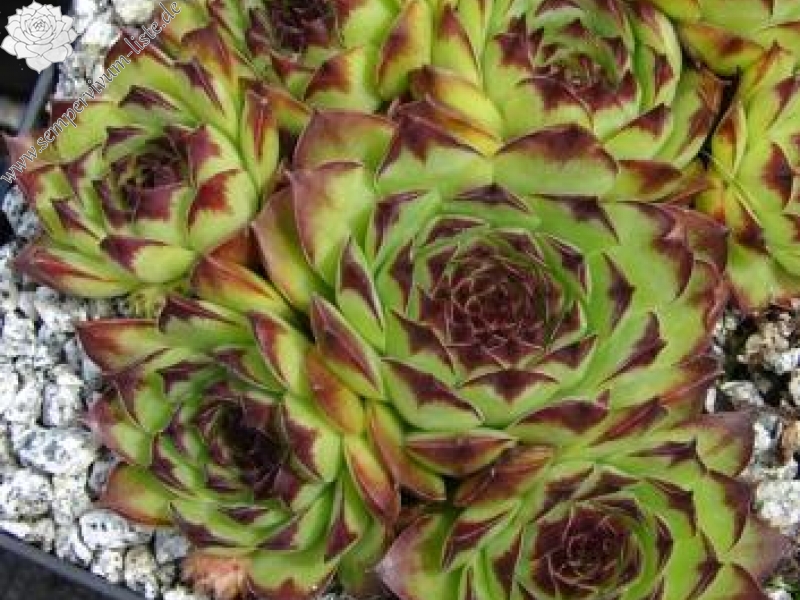 tectorum from Marchastel