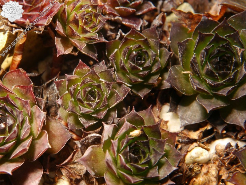tectorum from Marchastel