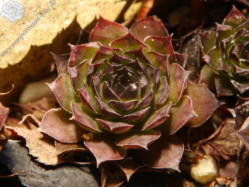 tectorum from Marchastel