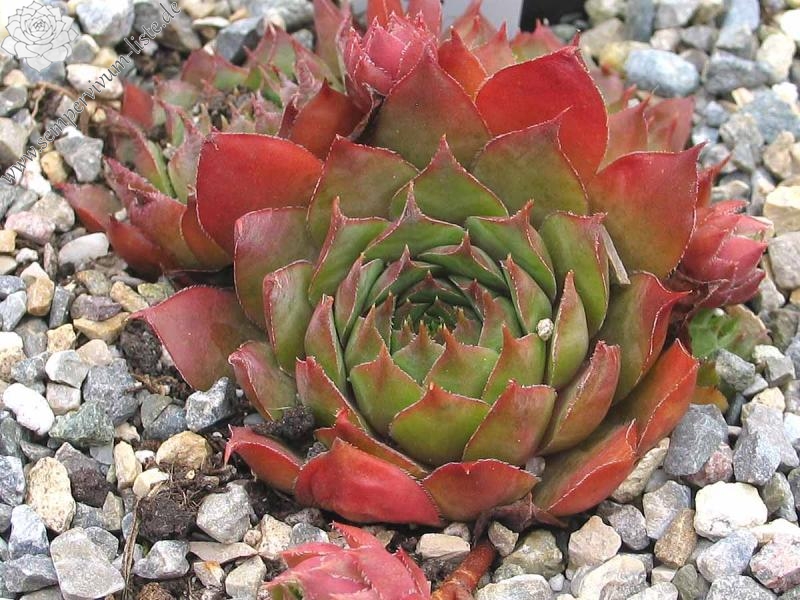 tectorum from Miralago