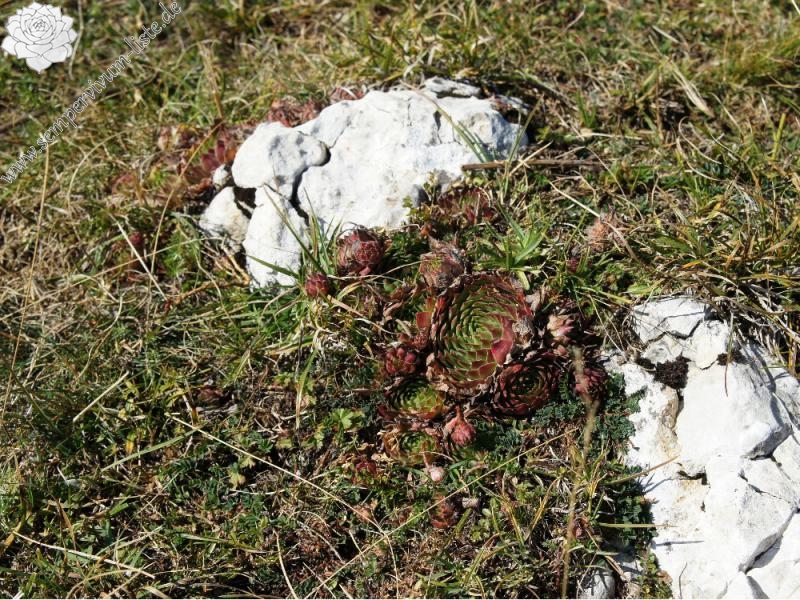 tectorum from Monte Baldo