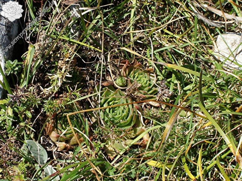 tectorum from Monte Baldo