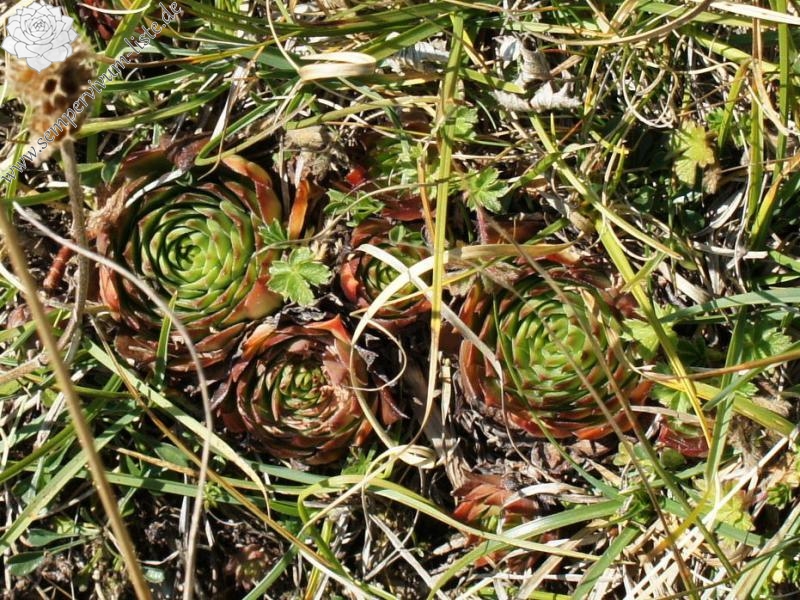 tectorum from Monte Baldo