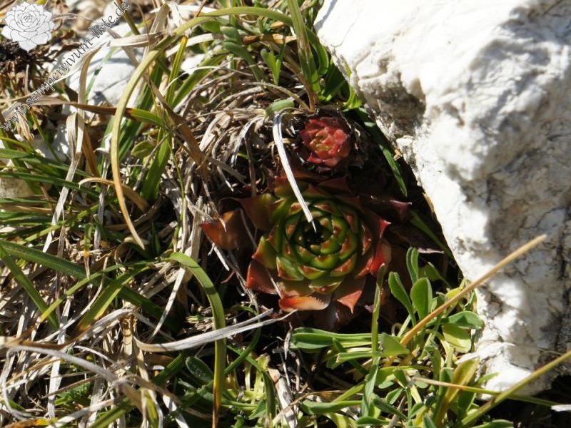 tectorum from Monte Baldo