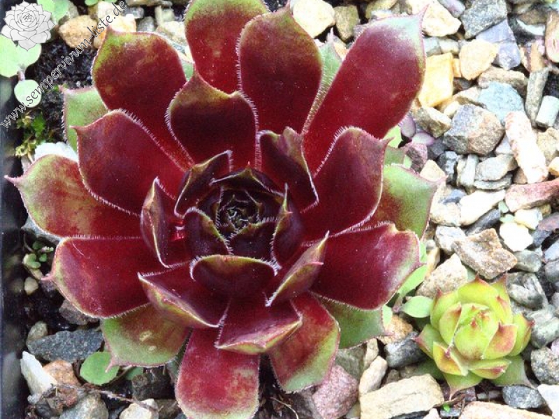 tectorum from Monte Le Vene