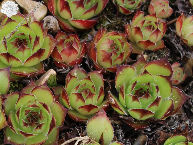 tectorum from Monte Maddalena