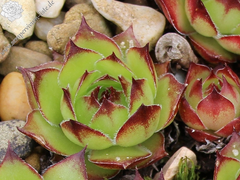 tectorum from Monte Maddalena