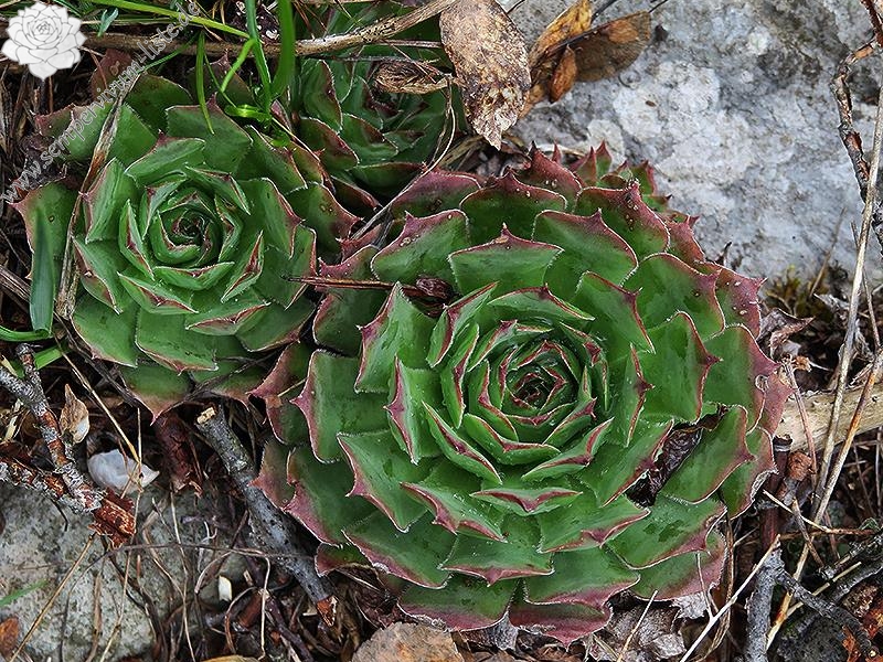 tectorum from Mount Javornik
