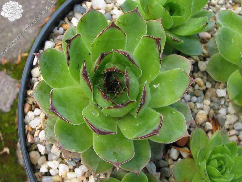 tectorum from Nîmes