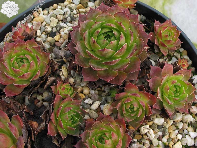 tectorum from Nîmes