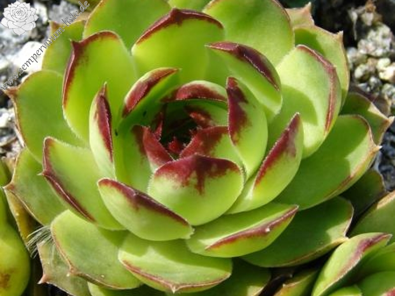 tectorum from Nîmes