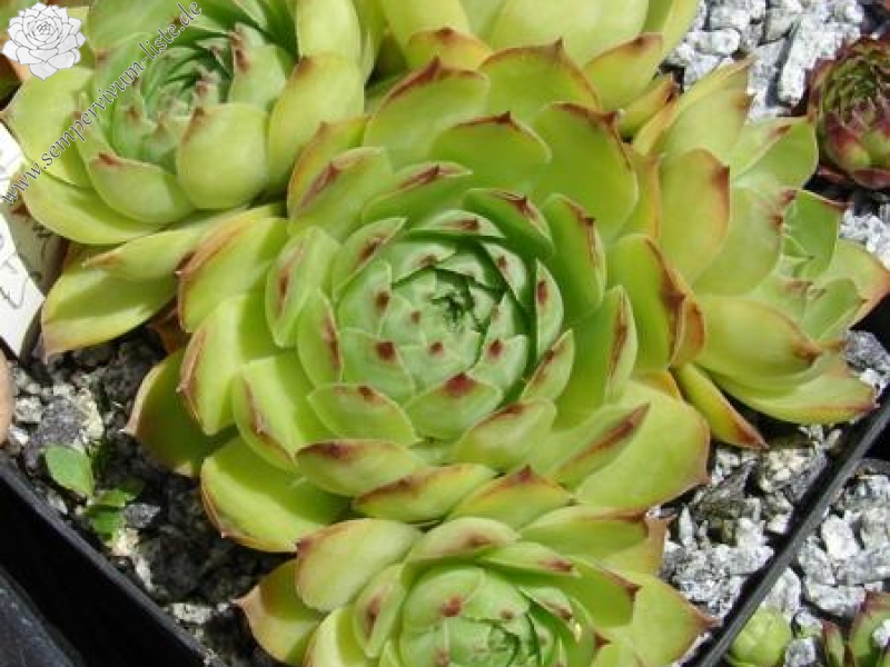 tectorum from Nîmes