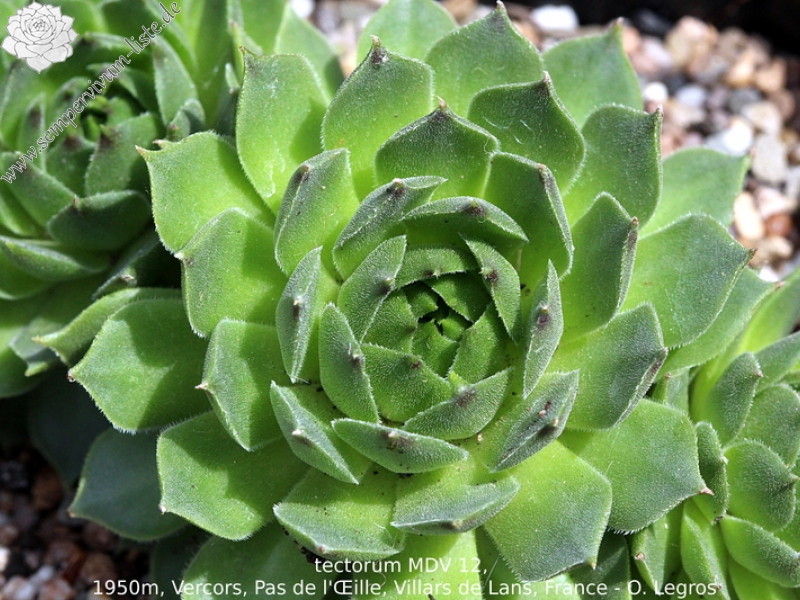 tectorum from Pas de l'Oeille