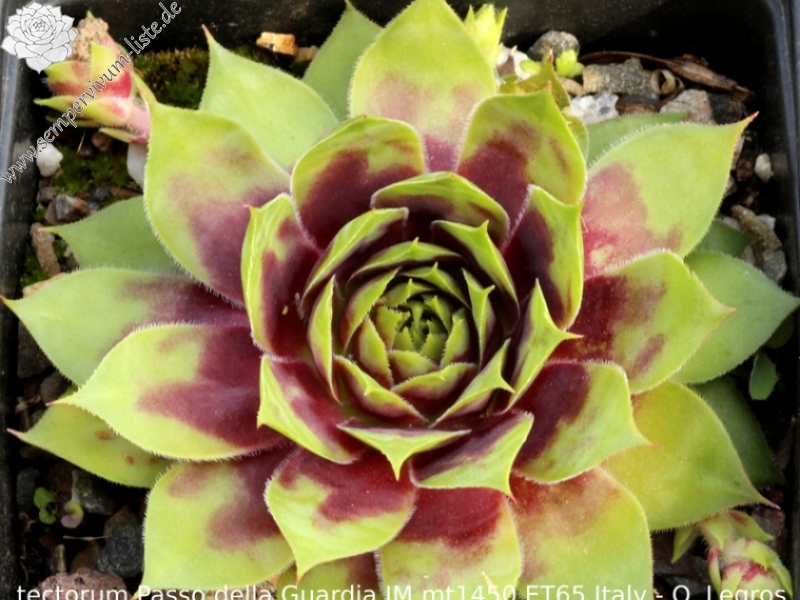 tectorum from Passo della Guardia