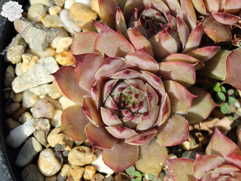 tectorum from Pic de Morgon