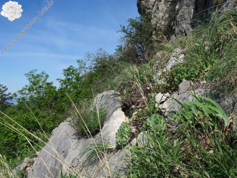 tectorum from Primorska