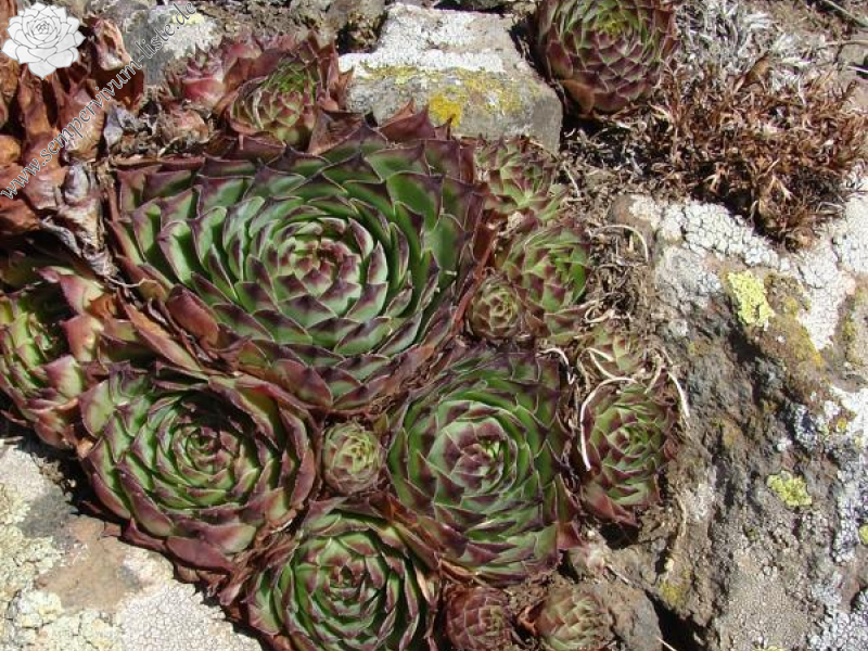 tectorum from Roche de Gourdon (Felswand)