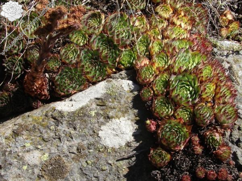 tectorum from Roche de Gourdon (Felswand)