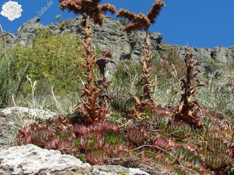 tectorum from Roche de Gourdon (Felswand)