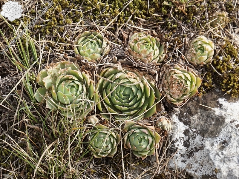 tectorum from Sarcatal