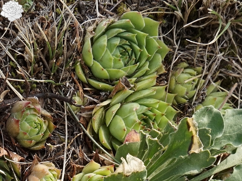 tectorum from Sarcatal