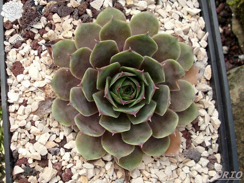 tectorum from Schwäbische Alb (Typ 1)