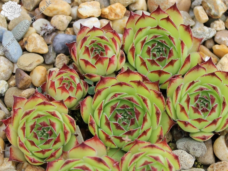tectorum from Sierra del Cadi
