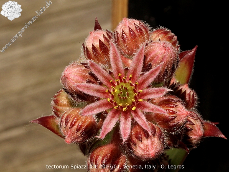 tectorum from Spiazzi