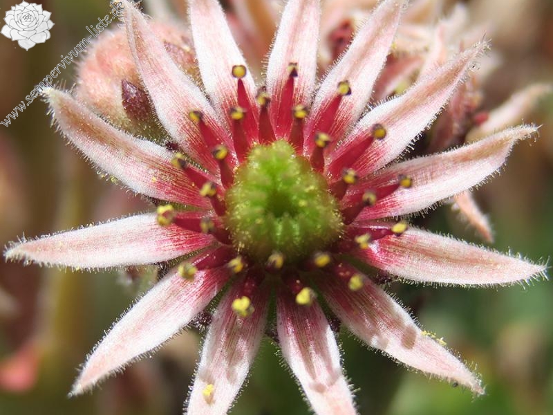 tectorum from Trnovski Gozd