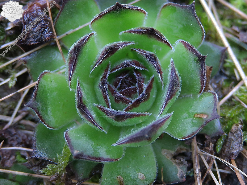 tectorum osti-jarej (nom. prov.)